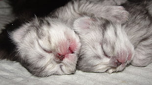 two sleeping kittens HD wallpaper